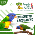 Lorichetto Arcobaleno: Un Pappagallo Splendido e Vivace