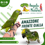 Amazzone Fronte Gialla: Un Diamante Alato