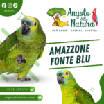 Amazzone Fronte Blu: Un Pappagallo Affascinante e Intelligente