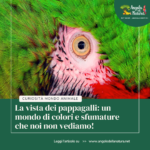 La vista dei pappagalli: un mondo di colori e sfumature che noi non vediamo!