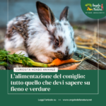 L’alimentazione del coniglio: tutto quello che devi sapere su fieno e verdure