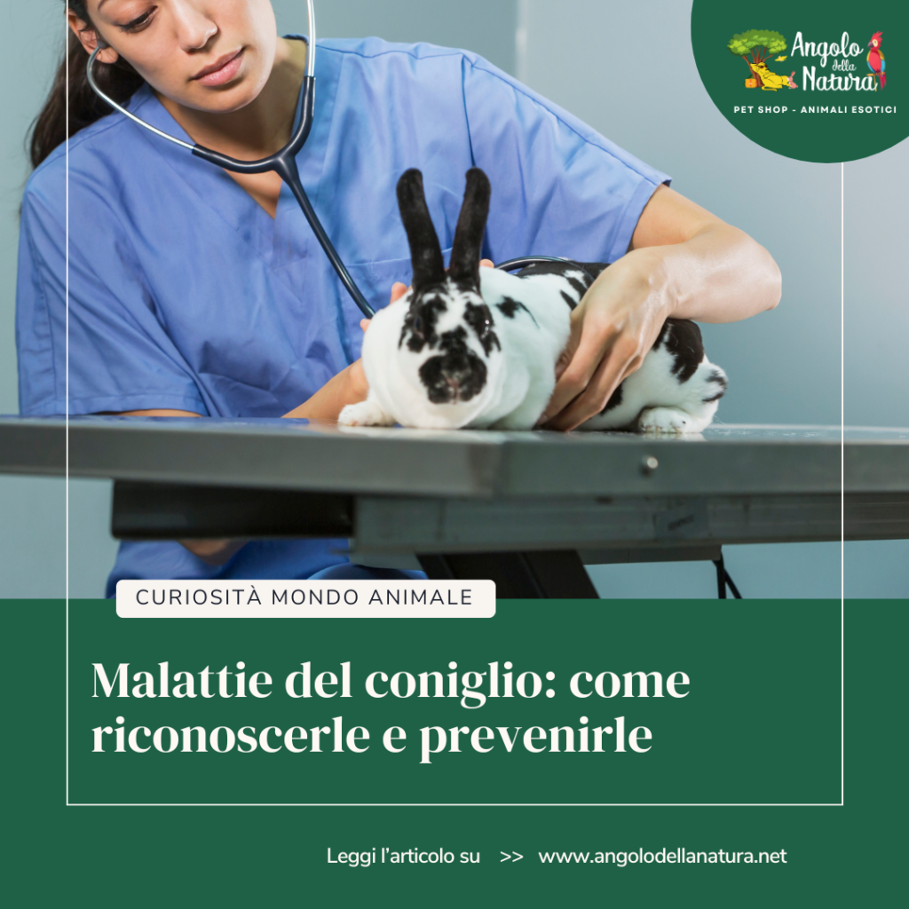 Malattie del coniglio: come riconoscerle e prevenirle