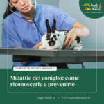 Malattie del coniglio: come riconoscerle e prevenirle