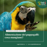 ALIMENTAZIONE DEI PAPPAGALLI: COSA MANGIANO?