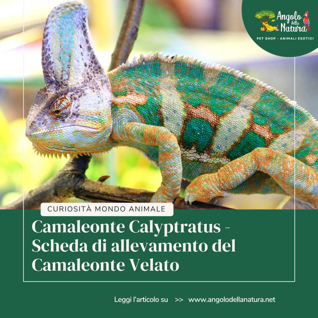 Camaleonte Calyptratus – Scheda di allevamento del Camaleonte Velato