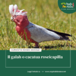 Galah: Il Cacatua Rosa dall’Australia