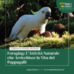 Foraging: L’Attività Naturale che Arricchisce la Vita dei Pappagalli