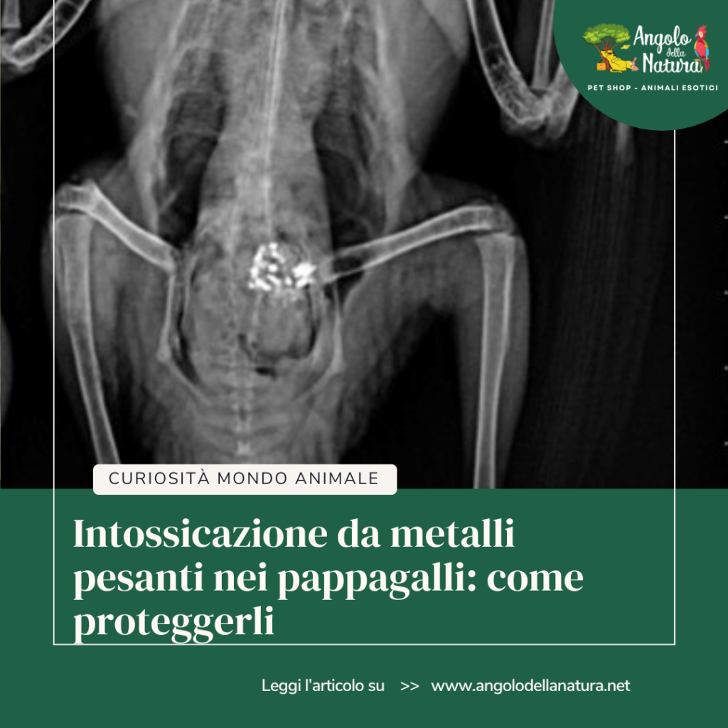 Scopri i pericoli dell'intossicazione da metalli pesanti nei pappagalli. Impara a riconoscere i sintomi, prevenire questa grave condizione e garantire un ambiente sicuro al tuo amico piumato.
