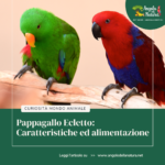 Pappagallo Ecletto: Caratteristiche ed alimentazione