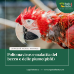 POLIOMAVIRUS E MALATTIA DEL BECCO E DELLE PIUME(PBFD)