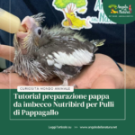 Tutorial preparazione pappa da imbecco Nutribird per Pulli di Pappagallo