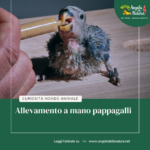 Allevamento a mano pappagalli