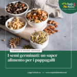 I semi germinati: un super alimento per i pappagalli