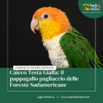 Caicco Testa Gialla: il pappagallo pagliaccio delle Foreste Sudamericane