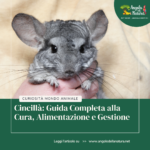 Cincillà: Guida Completa alla Cura, Alimentazione e Gestione