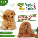 Barbone, Barboncino, Poodle