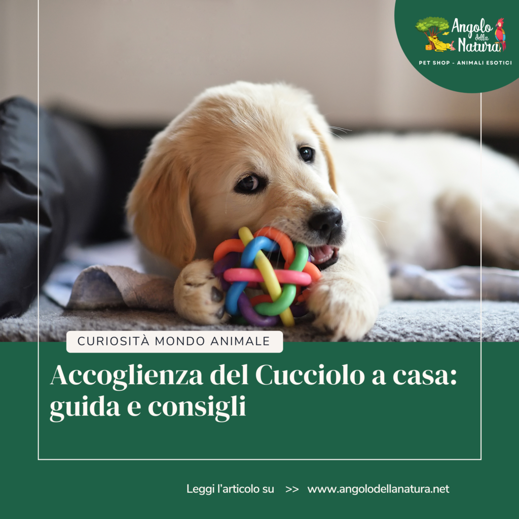 Guida per Accogliere un Cucciolo: Consigli Gestionali per i Primi Giorni a Casa